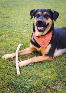 The Doggo Bandana x Matching Scrunchie - Outreal